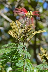 Calliandra houstoniana calothyrsus