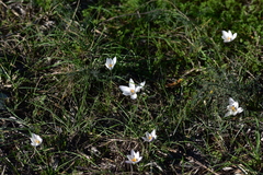 Crocus weldenii