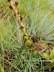 Crassula capitella nodulosa