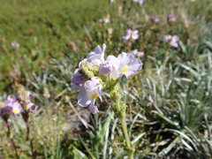 Euphrasia collina