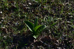 Himantoglossum robertianum