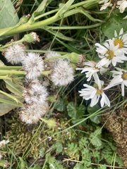 Senecio smithii