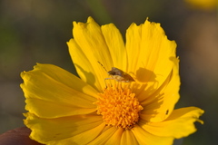Dolycoris