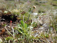 Chaerophyllum eriopodum
