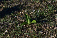 Himantoglossum robertianum