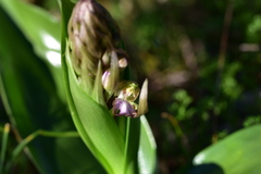 Himantoglossum robertianum