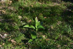 Himantoglossum robertianum