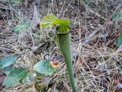 Sarracenia rubra