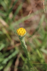 Helichrysum auriceps