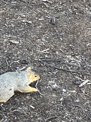 Sciurus niger