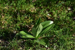 Himantoglossum robertianum