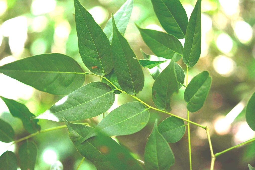 Dalbergia calycina
