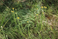 Helichrysum auriceps
