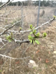 Zanthoxylum clava-herculis