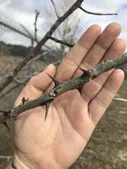 Zanthoxylum clava-herculis