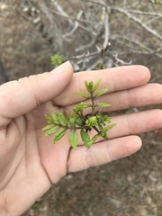 Zanthoxylum clava-herculis