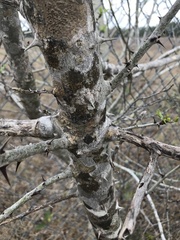 Zanthoxylum clava-herculis