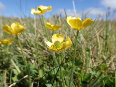 Ranunculus graniticola