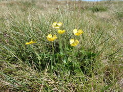 Ranunculus graniticola