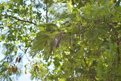 Leucaena collinsii
