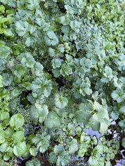 Hydrocotyle ranunculoides