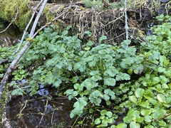 Hydrocotyle ranunculoides