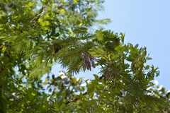 Leucaena collinsii