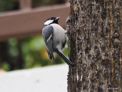 Parus minor commixtus