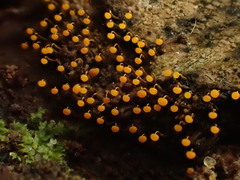 Physarum viride