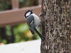 Parus minor commixtus