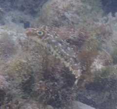 Sphoeroides spengleri