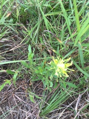 Castilleja citrina