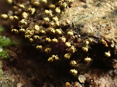 Physarum viride