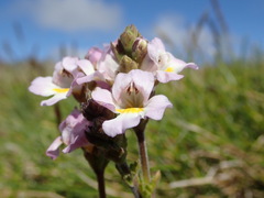 Euphrasia collina