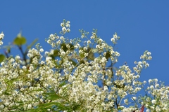 Leucaena diversifolia