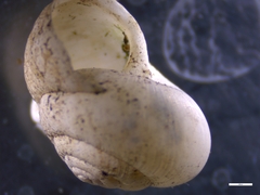 Euomphalia strigella