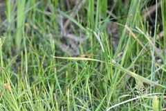 Platycnemis