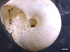 Euomphalia strigella