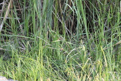 Platycnemis