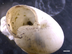 Euomphalia strigella