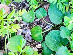 Dichondra repens