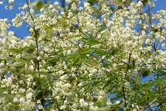 Leucaena diversifolia