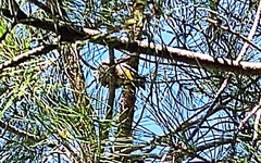 Pycnonotus xanthopygos