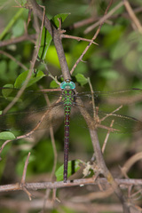 Triacanthagyna caribbea