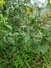 Searsia pyroides