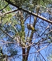 Pycnonotus xanthopygos