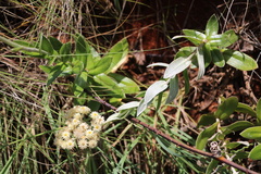 Helichrysum appendiculatum