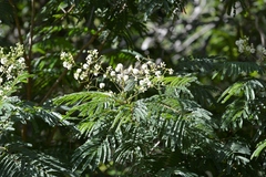 Leucaena diversifolia