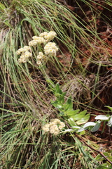 Helichrysum appendiculatum