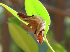 Odontoptilum angulata